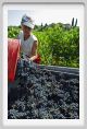 tenuta_di_arceno1074