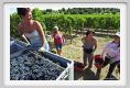 tenuta_di_arceno1077