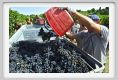 tenuta_di_arceno1078
