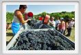tenuta_di_arceno1080