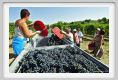 tenuta_di_arceno1081