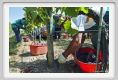 tenuta_di_arceno1085