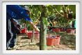 tenuta_di_arceno1086