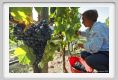 tenuta_di_arceno1089