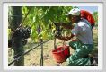 tenuta_di_arceno1093