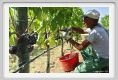tenuta_di_arceno1094
