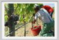 tenuta_di_arceno1095