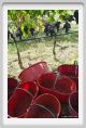 tenuta_di_arceno1096