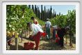 tenuta_di_arceno1097