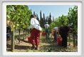 tenuta_di_arceno1098