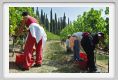 tenuta_di_arceno1099