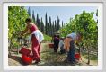 tenuta_di_arceno1100