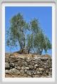 tenuta_di_arceno1101