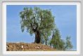 tenuta_di_arceno1102