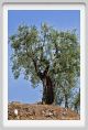 tenuta_di_arceno1103