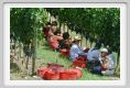 tenuta_di_arceno1105