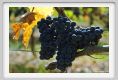 tenuta_di_arceno1124