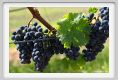 tenuta_di_arceno1125