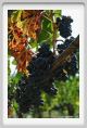 tenuta_di_arceno1127