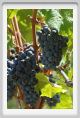 tenuta_di_arceno1129