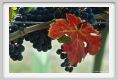 tenuta_di_arceno1130