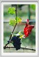tenuta_di_arceno1131
