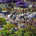 comino_laguna_blu040