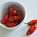 peperoncino037