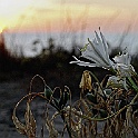 tharros044